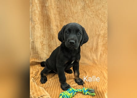 Wunderschöne Labrador Welpen
