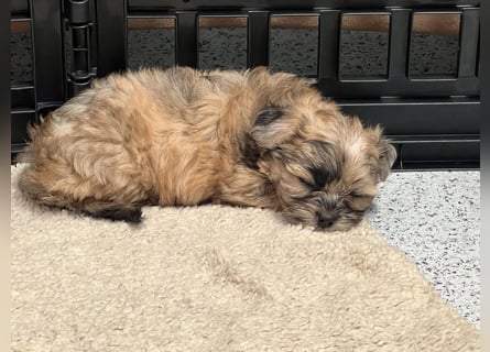 Maltipoo - Welpen - Rüden und Hündin