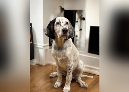 MAVERICK Hunting for Love (FCI) English Setter