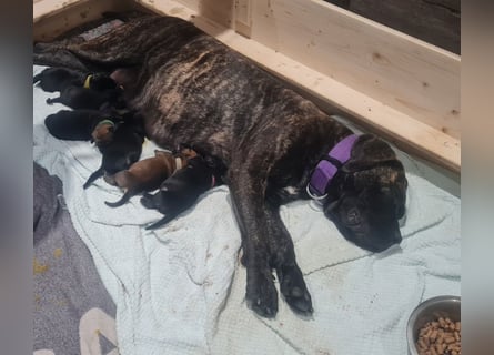 Cane Corso Boerboel