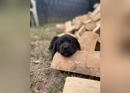 Reinrassige, schwarze Labrador-Welpen von der Mecklenburger Seenplatte