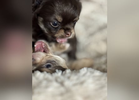 Wir haben aktuell Welpen. 2 Chihuahua Mädels