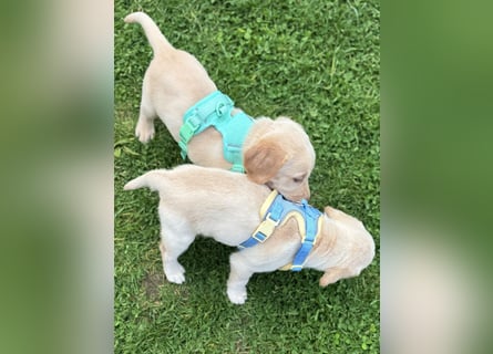 Labrador Welpen reinrassig Rüde Silber NRW Düsseldorf Köln Kleinanzeige
