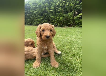 Aussiedoodle / Aussiepoo  F1b