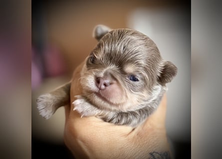 Wir haben aktuell Welpen. 2 Chihuahua Mädels