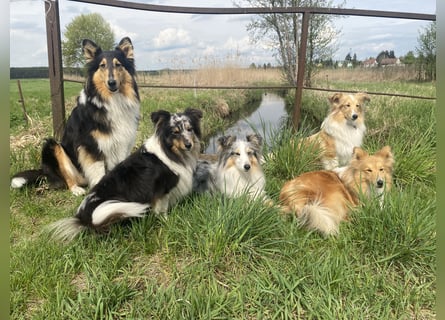 Lang- und Kurzhaar- Collie- Welpen