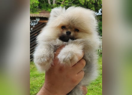 Pomeranian Boo Zwergspitz