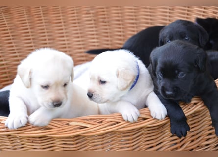 Reinrassige Labradorwelpen (Arbeitslinie)drei schwarze Mädels suchen ein schöne Zuhause