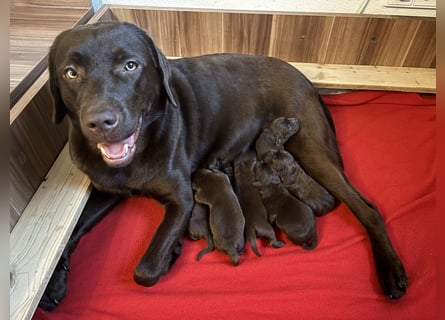 Braune Labradorwelpen mit Ahnentafel