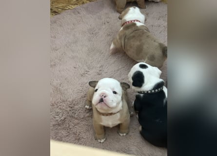 Englische Bulldoggen Welpen– 7 süße Mädels suchen bald ein Zuhause!