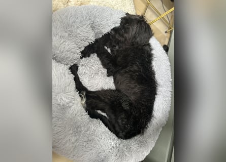 "Pumi“ – junge Schnauzer-Pumi-Mix Hündin sucht ländliches Zuhause