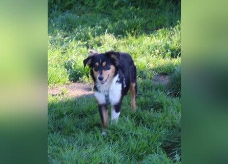 Miniature Australian Shepherd Welpen aus liebevoller Hausaufzucht ohne Abstammungsnachweis.