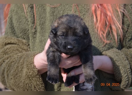 Dunkelgraue Schäferhunde aus Kör-u.Leistungzucht