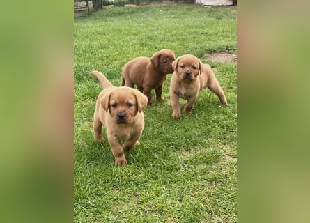 Typvolle Labrador Welpen in Foxred/Dark Foxred aus einer Top Verpaarung