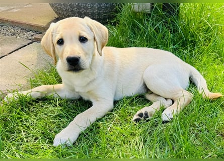 Labradorwelpe Rocky