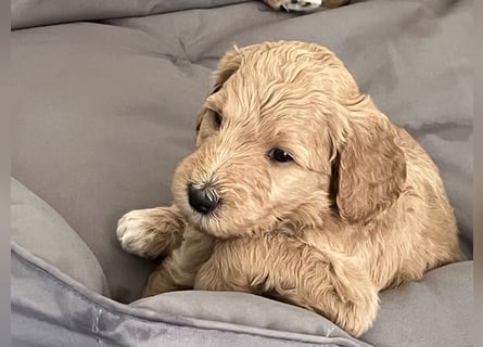 Goldendoodle F1b Welpen F1bb -apricot hell dunkel