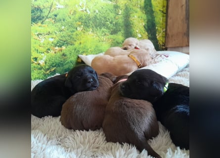 Reinrassige Labradorwelpen