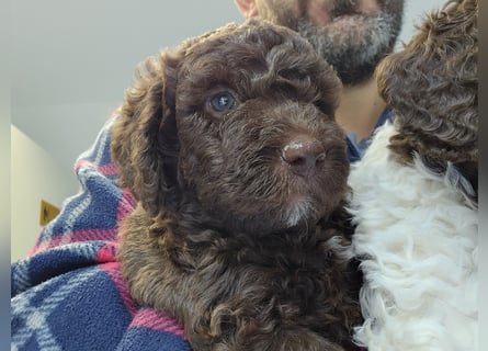 Lagotto Romagnolo welpen