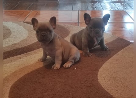 2 wunderschöne Welpen -Blue(grau) und fawn -Mädels