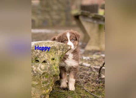 Zuckersüße Australian Shepherd Welpen ASCA