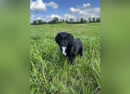 Labradoodle