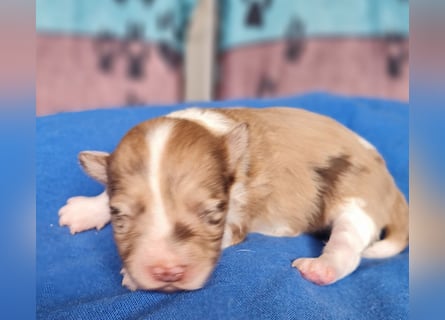 Bezaubernde Welpen aus Bolonka Zwetna und Pomeranian (Zwergspitz)