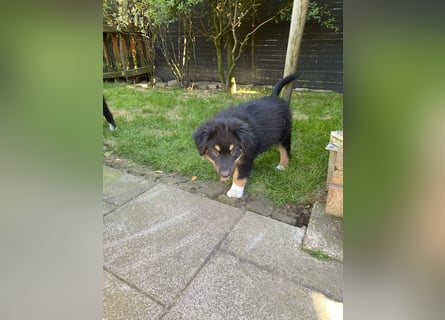 Dieser süße Australian Shepherd Rudel