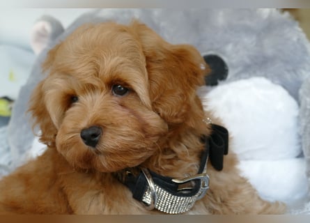 Wunderschöne Havapoo Welpen ähnlich Maltipoo (Toypudel/Zwergpudel + Havaneser)