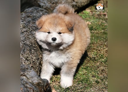 * Akita Inu - Japanische Akita langhaar Welpen, FCI registriert *