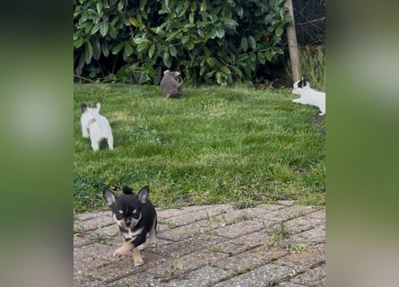 Chihuahua Welpen reinrassig Rüde