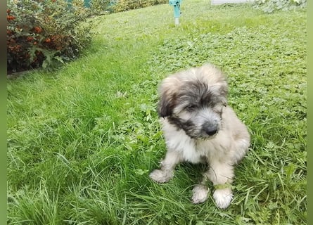 Welpen Hütehund Schäferhund Berger des Pyrenees