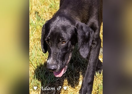 Adam, Ajax und Timmy suchen ein Zuhause