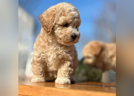 Rarität. Echte Teddybär Maltipoo Welpen in tollem Apricot abzugeben. Malteser/Pudel