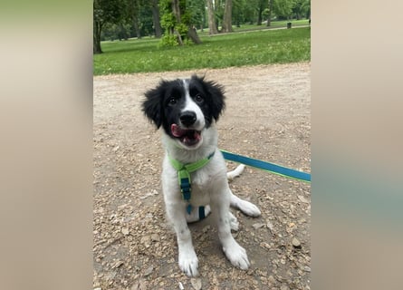 Loki – kleiner Abenteurer mit großem Herz sucht sein Für-Immer-Zuhause