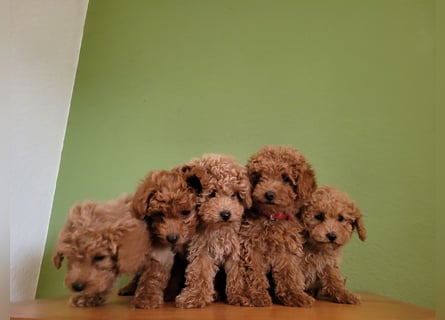 Traumhafte Zwerg Cockapoo F1b aus liebevoller Hausaufzucht Laboklin getestet 