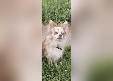 Verschmuster Chihuahua Rüde
