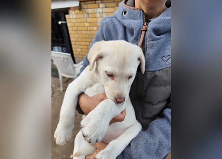 Wir haben ab 05.04. Reinrassige Labrador Welpen abzugeben