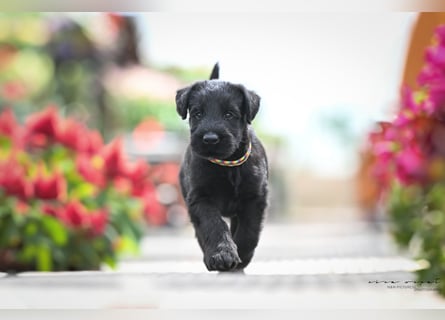 Riesenschnauzer schwarz Mrs. Gelb & Mr. Weiß