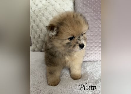 Pomeranian / Zwergspitz Rüde Pluto