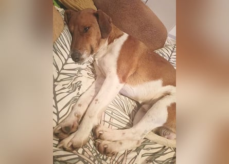 ❤️ PEPE braucht viel Liebe - 2 Jahre, 38cm/7kg - Foxterrier