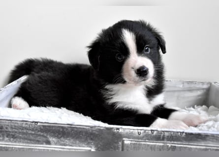 Miniature American Shepherd Welpen, Mini Aussies vom Züchter mit Papieren