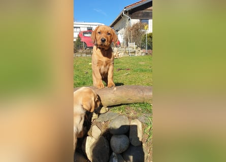 Labrador Welpen Hündinnen / Rüde in Fox- red - USA Line