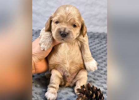 Schöne Cockapoo-Welpen