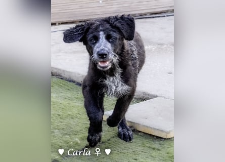 Cindy und Carla suchen ab Mitte Juli ein Zuhause