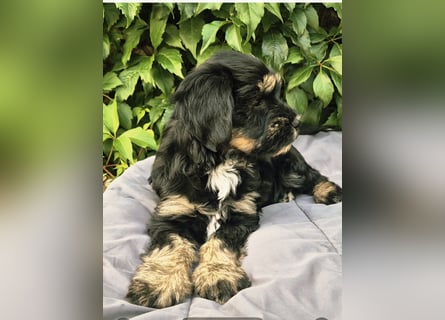 " wir dürfen ausziehen " bezaubernde Tibet Terrier Welpen aus liebervoller Zucht..