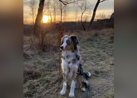 Aussiedoodle Welpen mini / medium F1