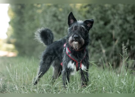 Süsse Phoebe sucht ihr Für-Immer-Zuhause!
