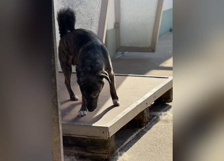 Lui - kleiner Hund mit großem Herz sucht 2te Chance