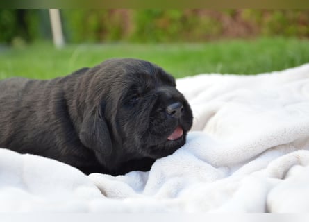Reinrassige Labradorwelpen (Arbeitslinie)drei schwarze Mädels suchen ein schöne Zuhause