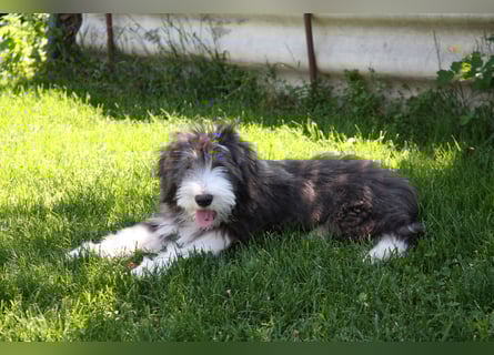 Bearded Collie , 1 Mädchen ist bereit für die Welt!